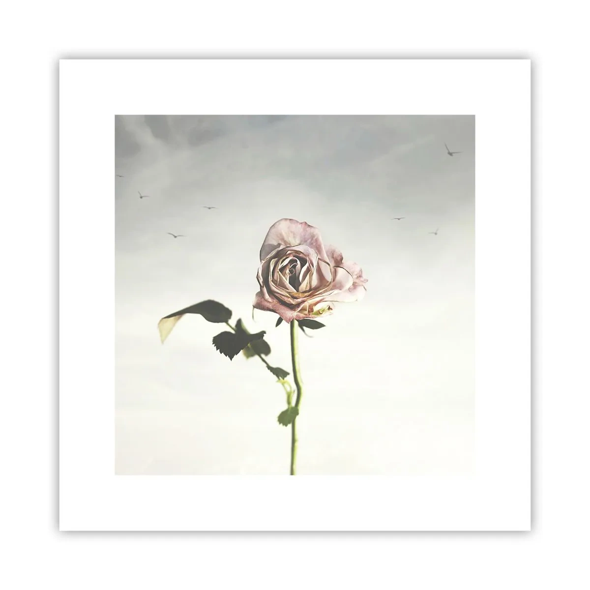 Poster - Primăvara binevenită - 30x30 cm
