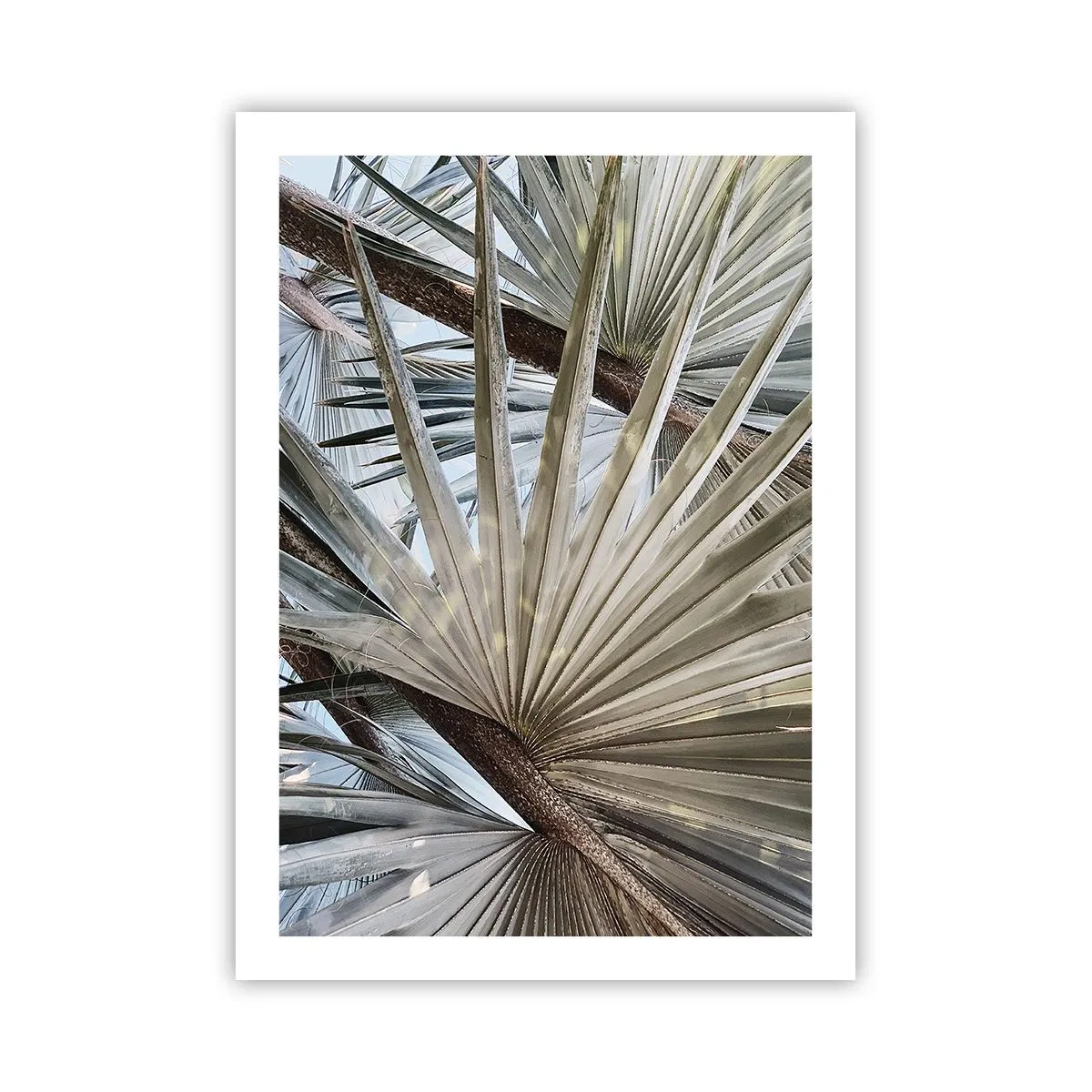 Poster - Evantaie din tropice - 50x70 cm