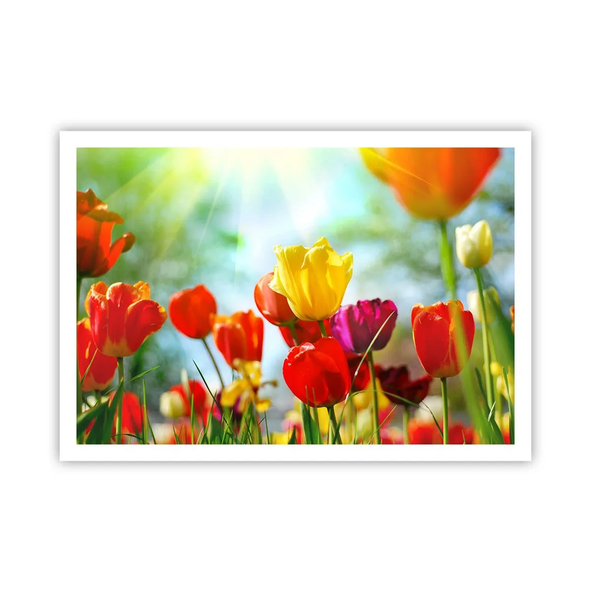 Poster - Toate culorile soarelui - 100x70 cm