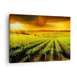 Tablou pe pânză Canvas - Podgorii aurii iluminate de razele soarelui - 70x50cm - Sub soarele australian - Decorațiune modernă pentru perete pentru living și dormitor ARTTOR