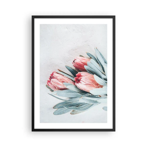 Poster în ramă neagră - O compoziție subtilă de flori de protea pe un fundal deschis - 50x70cm - Rușinate de propria lor frumusețe - Decorațiune modernă pentru perete pentru living și dormitor ARTTOR