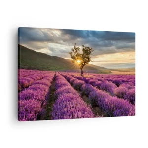 Tablou pe pânză Canvas - Un câmp de lavandă cu un copac singuratic la apus - 70x50cm - Aroma în liliac - Decorațiune modernă pentru perete pentru living și dormitor ARTTOR