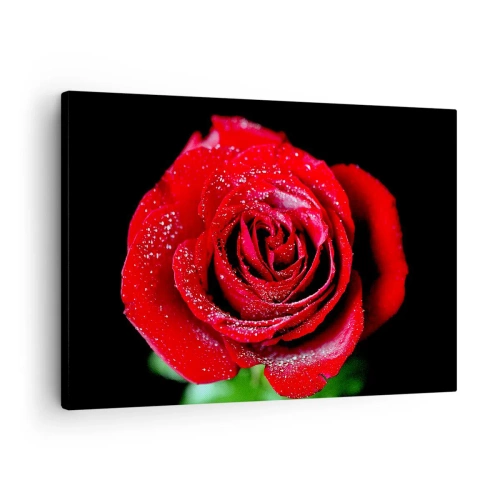 Tablou pe pânză Canvas - Un trandafir roșu acoperit cu picături de rouă pe un fundal negru. - 70x50cm - Pur și simplu dragoste - Decorațiune modernă pentru perete pentru living și dormitor ARTTOR