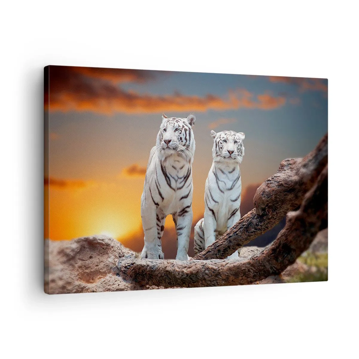 Tablou pe pânză Canvas - Tigri albi la apusul soarelui pe fundalul naturii - 70x50cm - La fel ca în Narnia - Decorațiune modernă pentru perete pentru living și dormitor ARTTOR