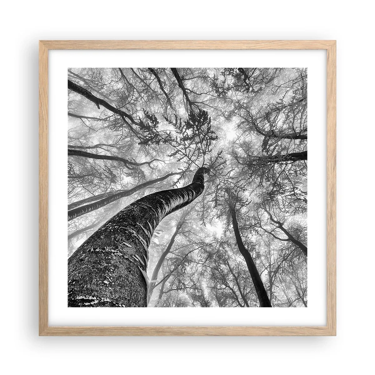 Poster în ramă de stejar deschis - Cursa spre lumină - 50x50 cm