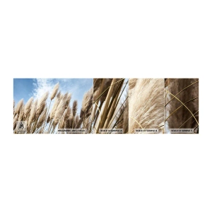 Mostră tapet autocolant Deluxe Sticker - Mângâiere însorită și vântoasă - Iarbă de pampas, Natură, Boho - 100x30 cm