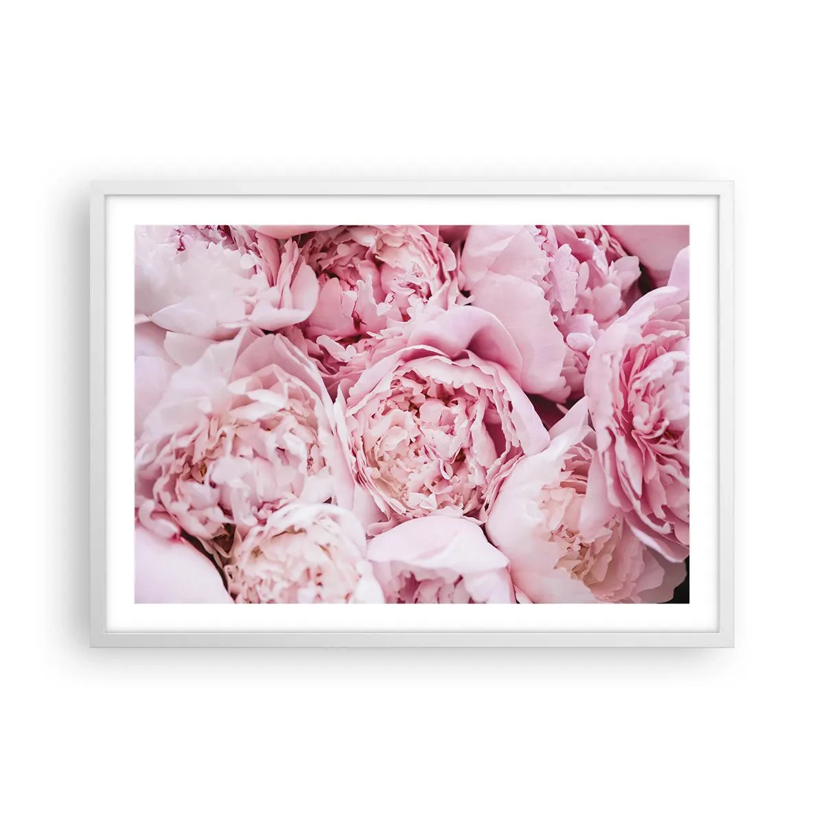 Poster în ramă albă - Îmbrățișate și parfumate - 70x50 cm