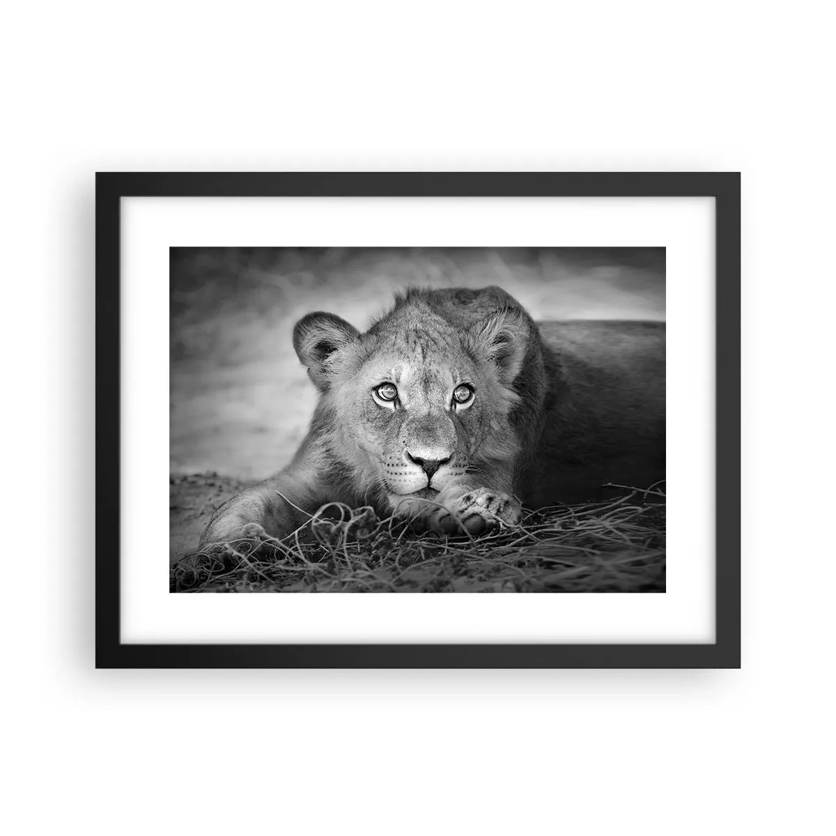 Poster în ramă neagră - Pisicuța regală - 40x30 cm