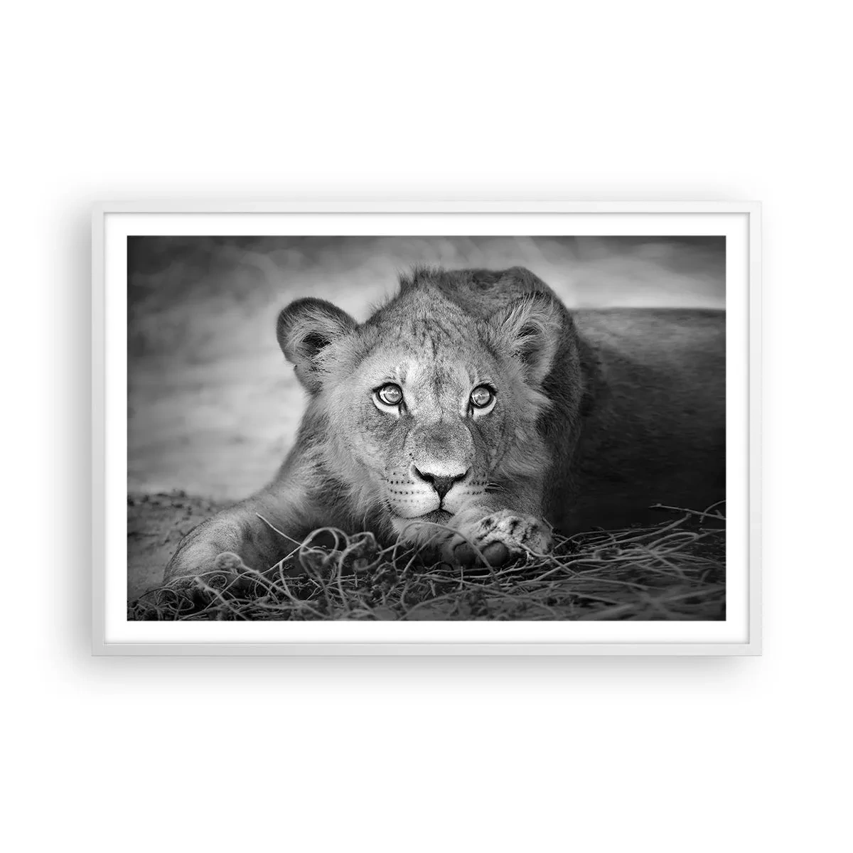 Poster în ramă albă - Pisicuța regală - 91x61 cm