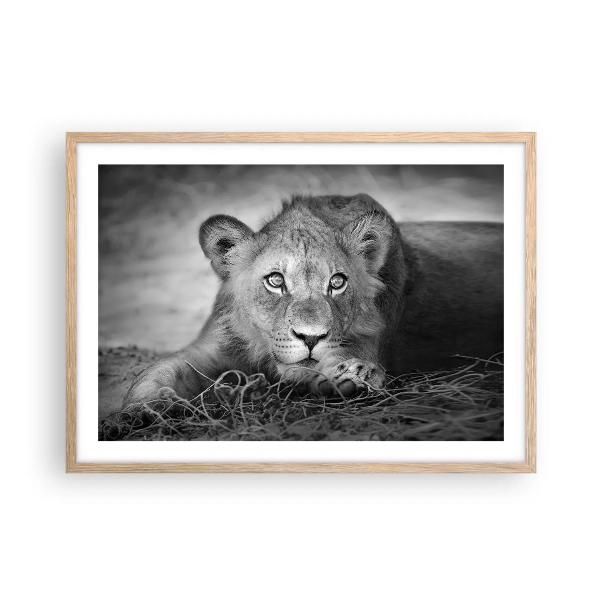 Poster în ramă de stejar deschis - Pisicuța regală - 70x50 cm