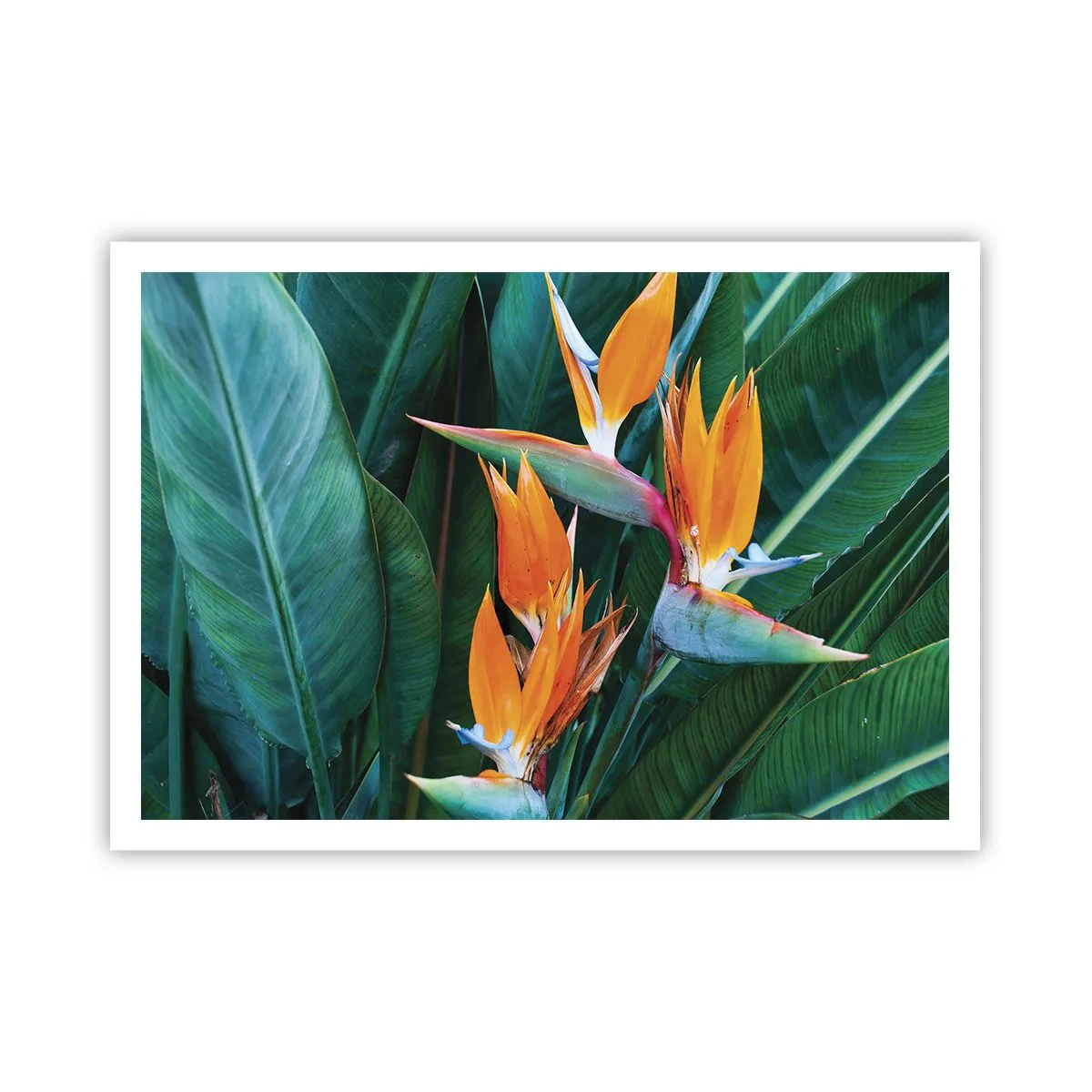 Poster - Este o floare sau o pasăre? - 100x70 cm