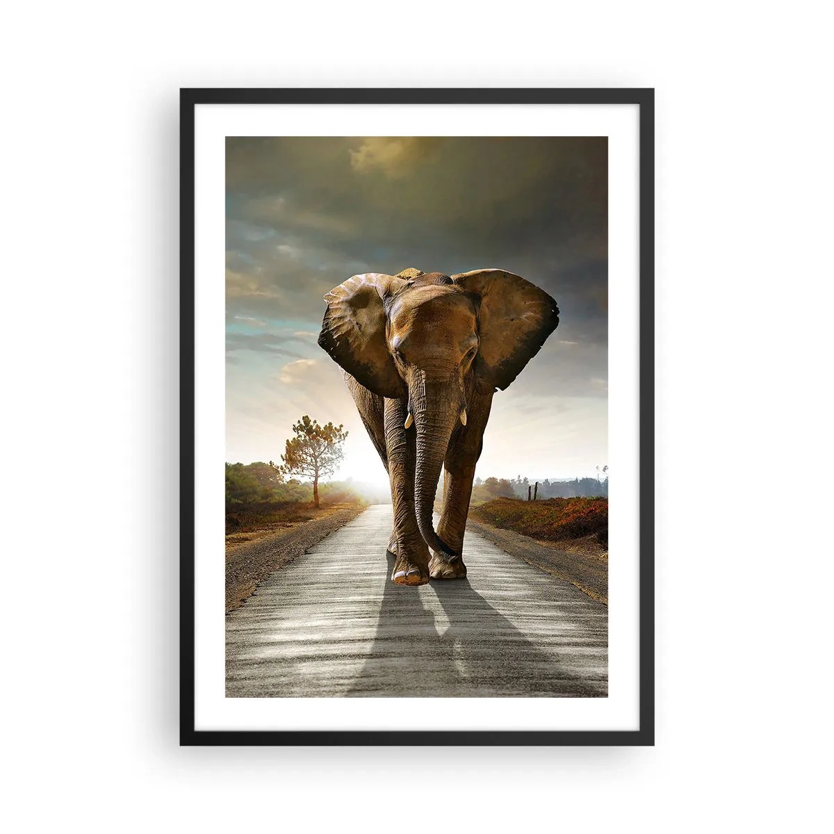 Poster în ramă neagră - Un elefant mergând pe drum la apus - 50x70cm - Și-a pierdut cipicii... - Decorațiune modernă pentru perete pentru living și dormitor ARTTOR