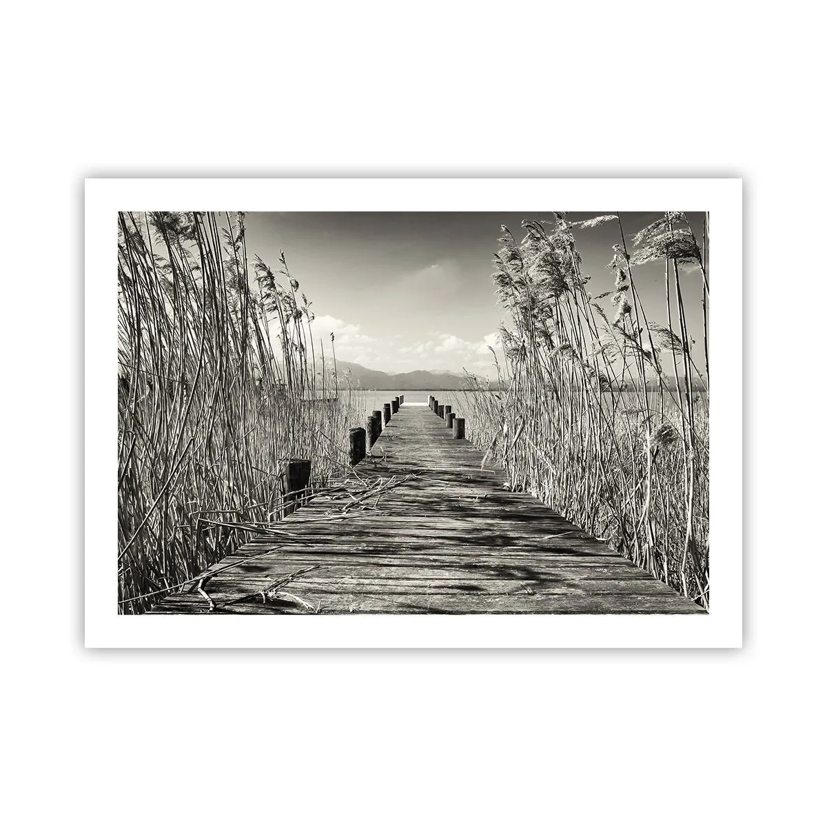 Poster - În intimitatea ierburilor - 70x50 cm