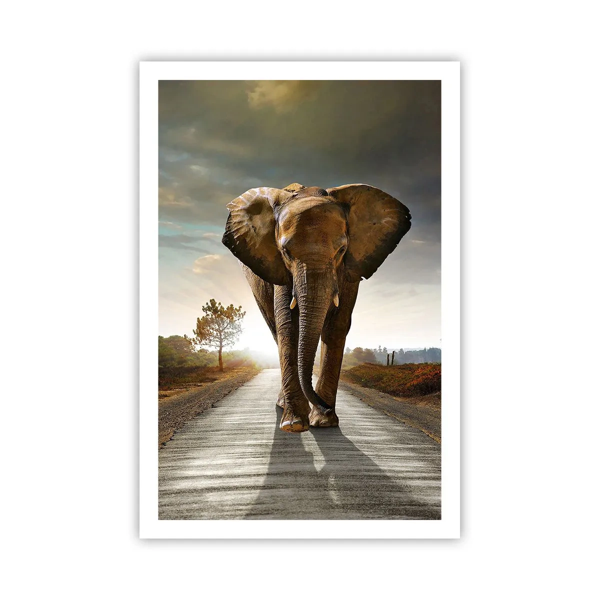 Poster - Și-a pierdut cipicii... - 61x91 cm