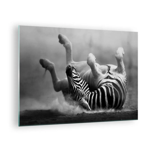 Tablou pe sticlă - O zebră întinsă în savana africană - 70x50cm - Distracție - Decorațiune modernă pentru perete pentru living și dormitor ARTTOR