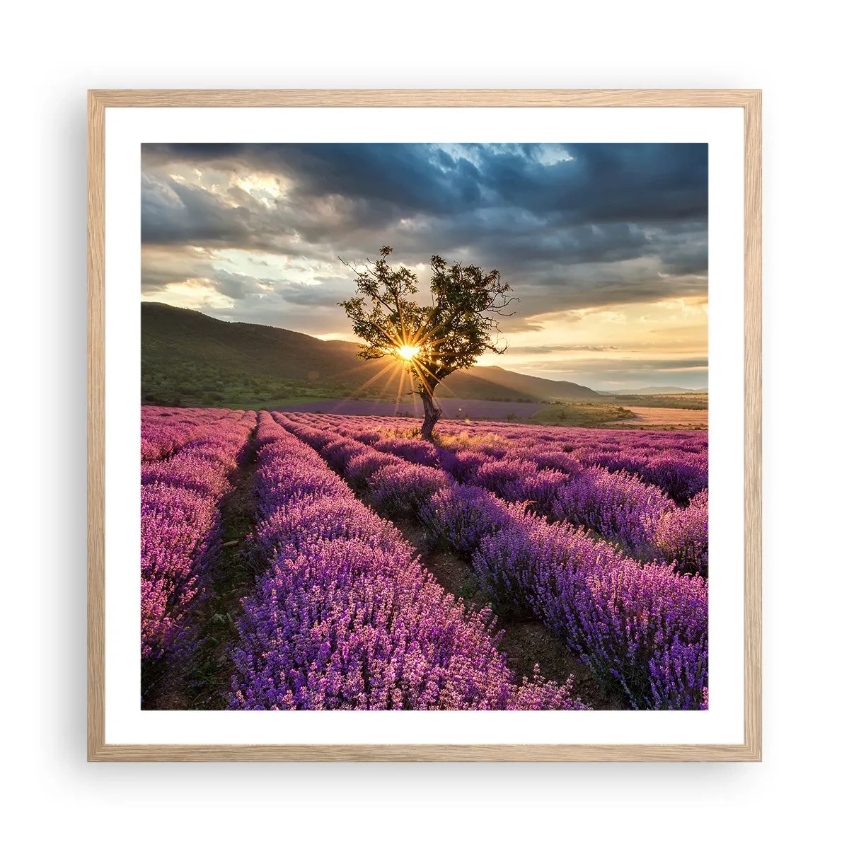 Poster în ramă de stejar deschis - Aroma în liliac - 60x60 cm
