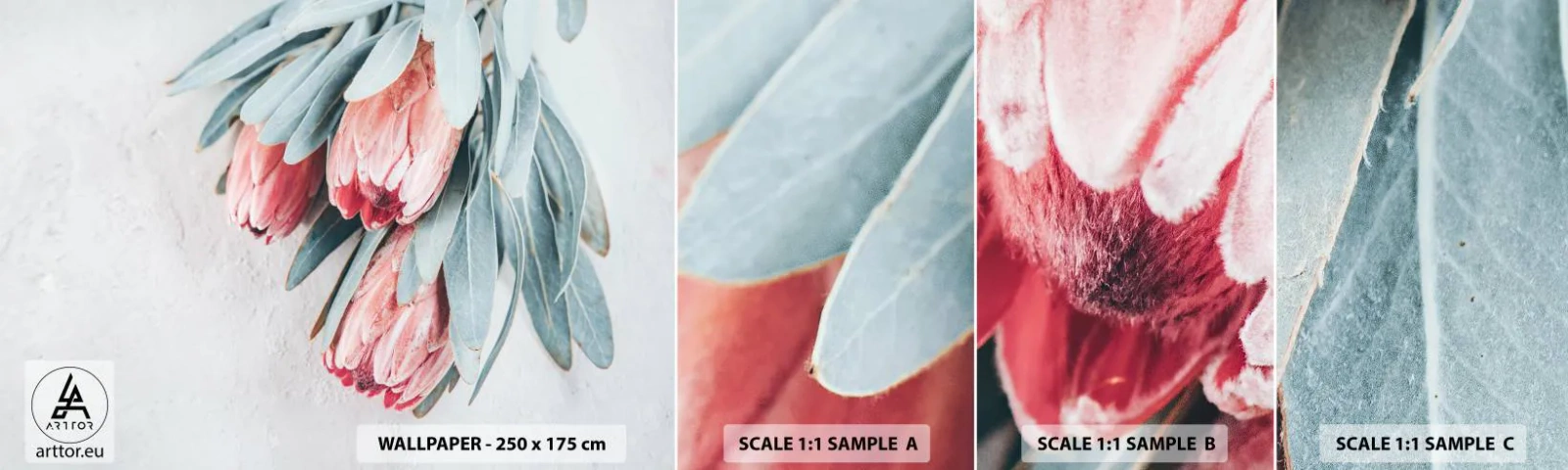 Mostră de Tapet Standard Eco - Rușinate de propria lor frumusețe - Floare, Royal Protea, Africa - 100x30 cm