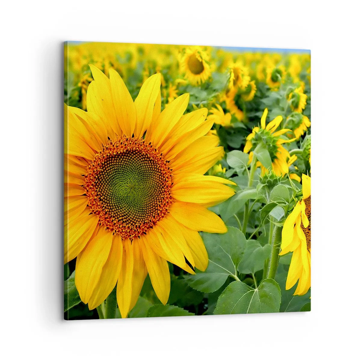 Tablou pe pânză - Sute de sori se aprind în flăcări - 60x60 cm