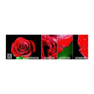 Mostră tapet autocolant Deluxe Sticker - Pur și simplu dragoste - Flori, Trandafir roșu, Petale de trandafir - 100x30 cm