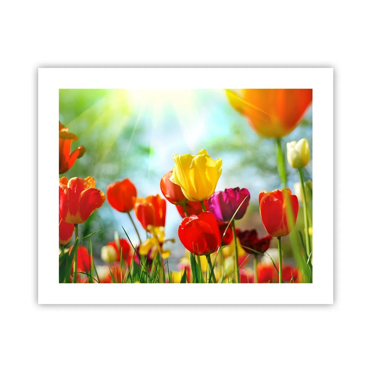 Poster - Toate culorile soarelui - 50x40 cm