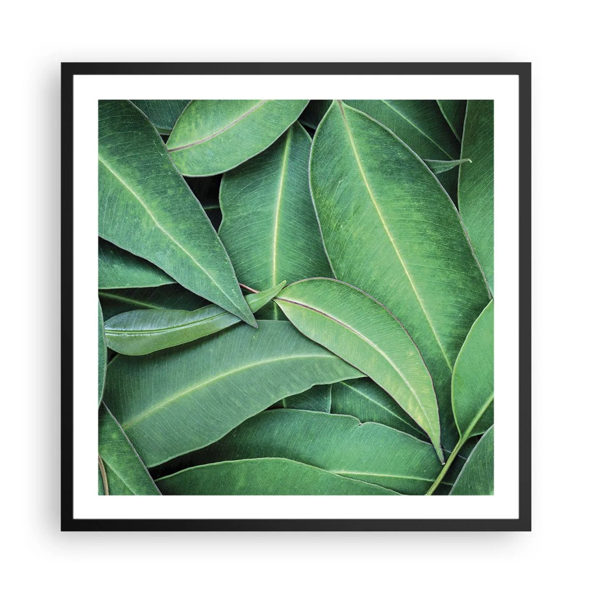 Poster în ramă neagră - Suculente și proaspete - 60x60 cm