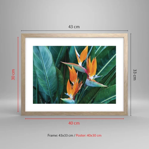 Poster în ramă de stejar deschis - Este o floare sau o pasăre? - 40x30 cm