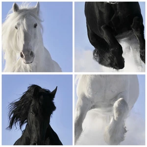 Poster în ramă albă - Galop de alb și negru - 30x40 cm